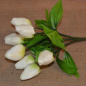 kytica tulipan-krem