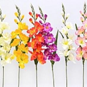 gladiola