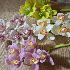 cymbidium guma