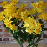kytica narcis 0165